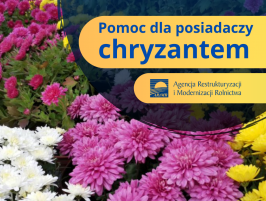 ARiMR: Pomoc dla posiadaczy chryzantem – najważniejsze informacje 